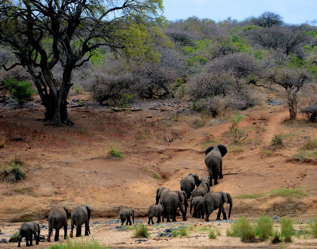 Group of elephants in the forest. 